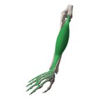 Extensor digitorum muscle