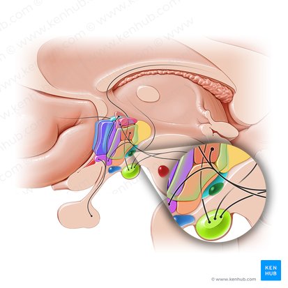 Tuberomammillary nucleus (Nucleus tuberomammillaris); Image: Paul Kim
