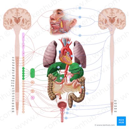 Greater thoracic splanchnic nerve (Nervus splanchnicus thoracicus major); Image: Paul Kim