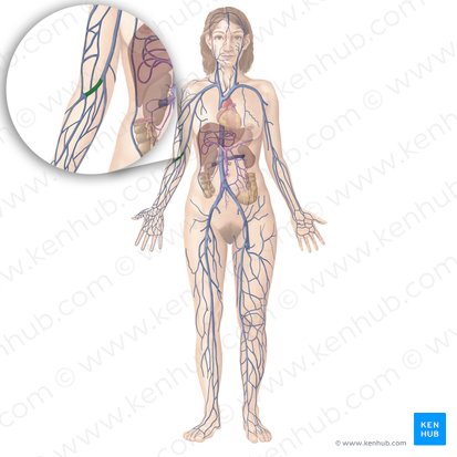 Median cubital vein (Vena mediana cubiti); Image: Begoña Rodriguez