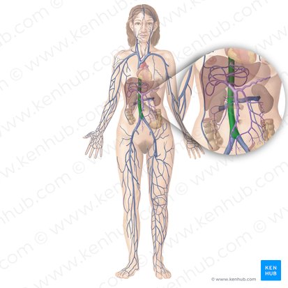 Inferior vena cava (Vena cava inferior); Image: Begoña Rodriguez