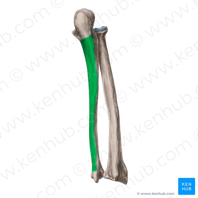 Cara posterior de la ulna (Facies posterior ulnae); Imagen: Yousun Koh