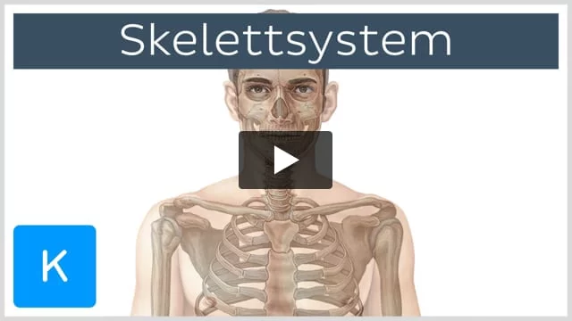 Skelettsystem: Anatomie, Knochen und Funktion