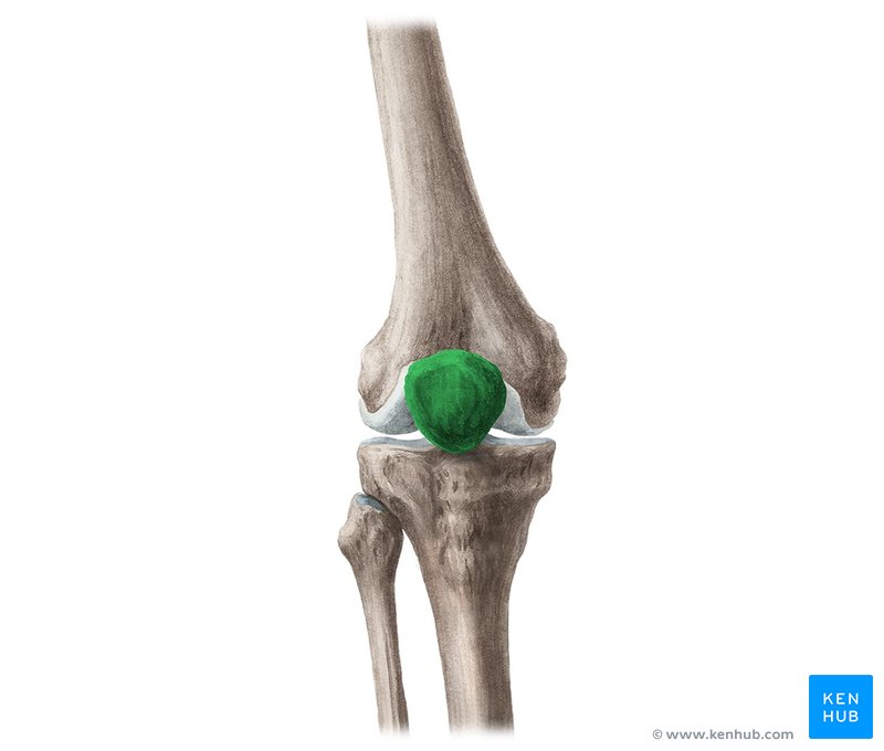 Patela (vista ventral)