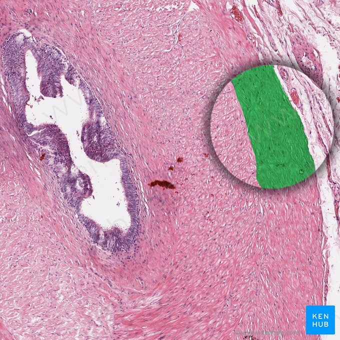 Capa longitudinal externa de la túnica muscular (Stratum longitudinale externum tunicae muscularis); Imagen: 