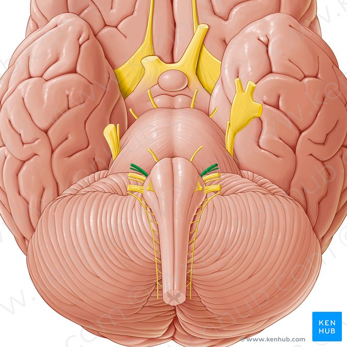 Nervo facial (Nervus facialis); Imagem: Paul Kim