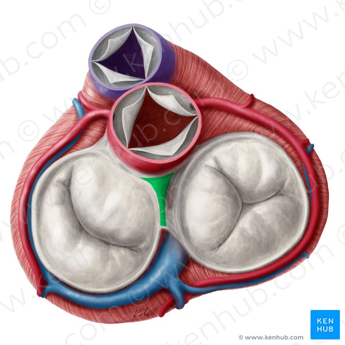 Trígono fibroso derecho (Trigonum fibrosum dextrum); Imagen: Yousun Koh