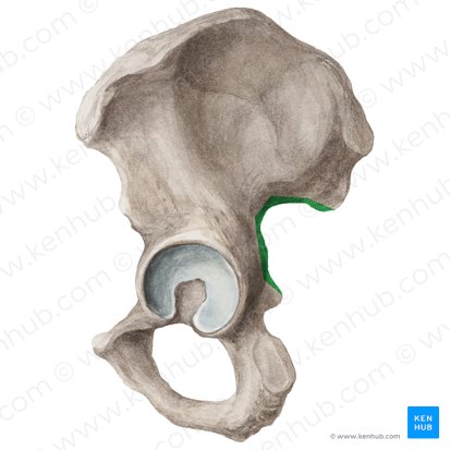 Greater sciatic notch of hip bone (Incisura ischiadica major ossis coxae); Image: Liene Znotina