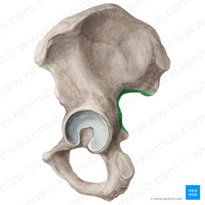 Incisura ciática mayor (Incisura ischiadica major ossis coxae); Imagen: Liene Znotina