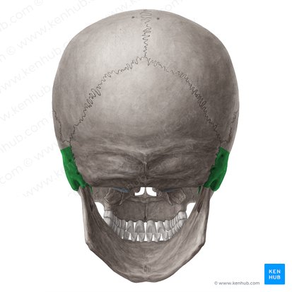 Petrous part of temporal bone (Pars petrosa ossis temporalis); Image: Yousun Koh