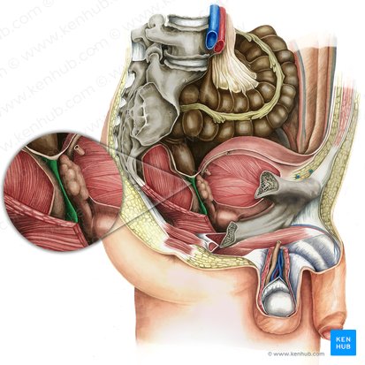 Septum rectovesicale (Rektovesikales Septum); Bild: Irina Münstermann