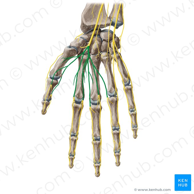 Common palmar digital branches of median nerve (Rami digitales palmares communes nervi mediani); Image: Yousun Koh
