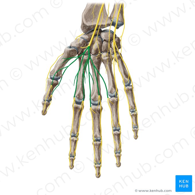 Rameaux digitaux palmaires communs du nerf médian (Rami digitales palmares communes nervi mediani); Image : Yousun Koh