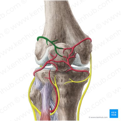 Superior lateral genicular artery (Arteria superior lateralis genus); Image: Liene Znotina