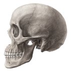 Accessory bones of the skull 