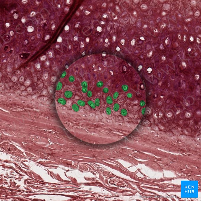 Chondrocyte (Chondrocytus); Image : 