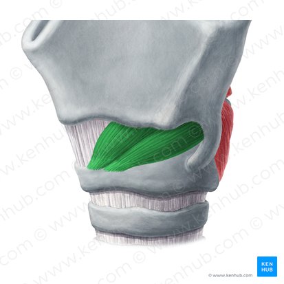 Cricothyroid muscle (Musculus cricothyroideus); Image: Yousun Koh