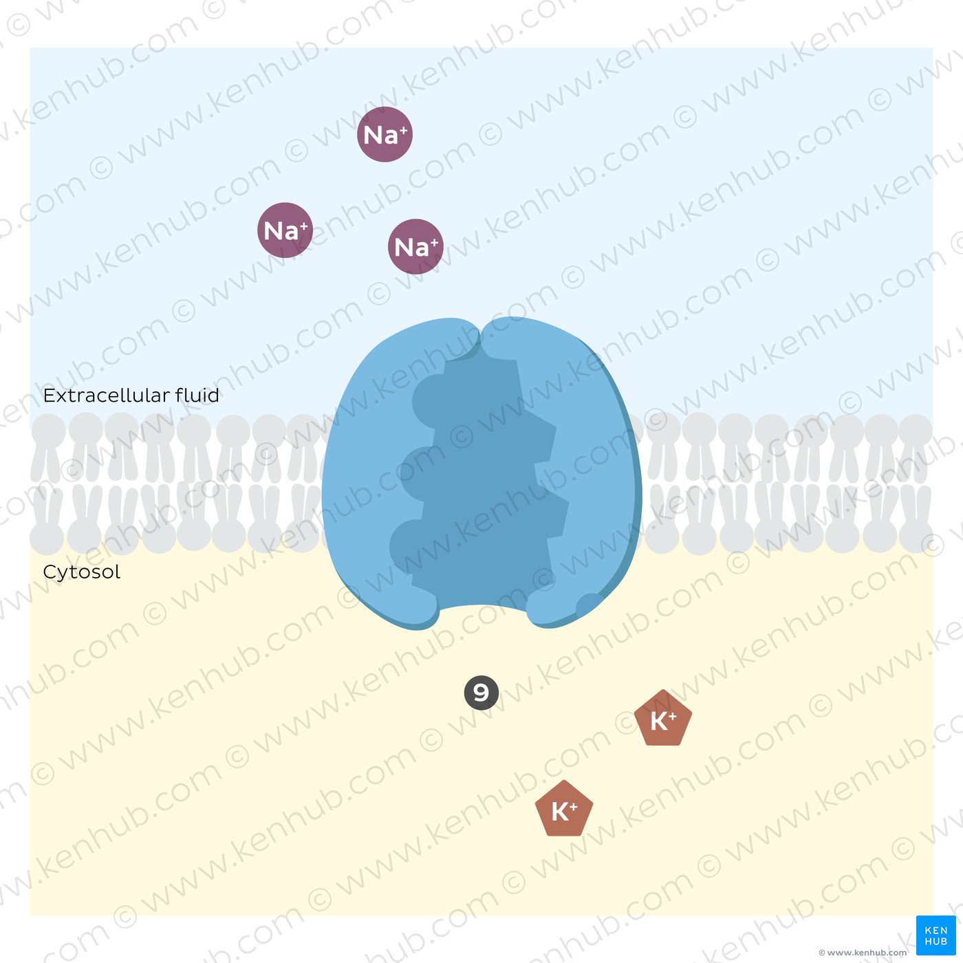 Sodium potassium pump: final distribution of sodium and potassium ions