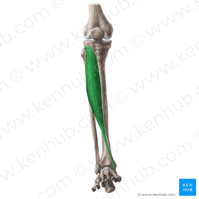 Músculo tibial anterior (Musculus tibialis anterior); Imagem: Liene Znotina