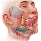 Submandibular gland