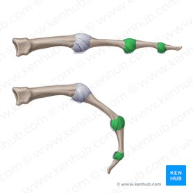 Ligamentos colaterais das articulações interfalângicas da mão (Ligamenta interphalangea collateralia manus); Imagem: Paul Kim