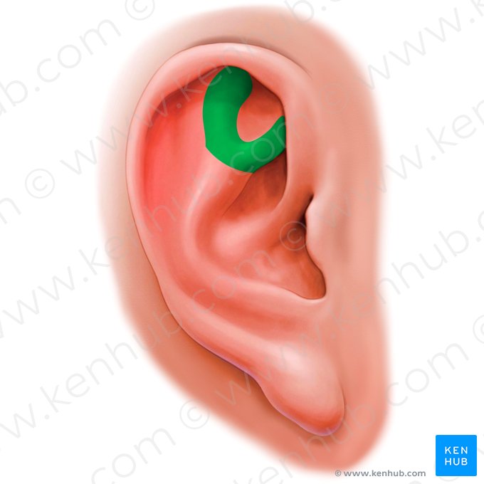 Crura of antihelix (Crura antihelicis); Image: Paul Kim