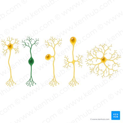 Neurona bipolar (Neuron bipolare); Imagen: Paul Kim
