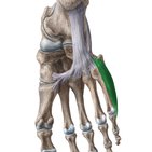 Opponens digiti minimi muscle of foot