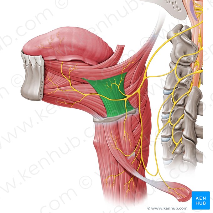 Hyoglossus muscle (Musculus hyoglossus); Image: Paul Kim