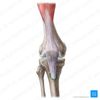 Tibial tuberosity (Tuberositas tibiae); Image: Liene Znotina