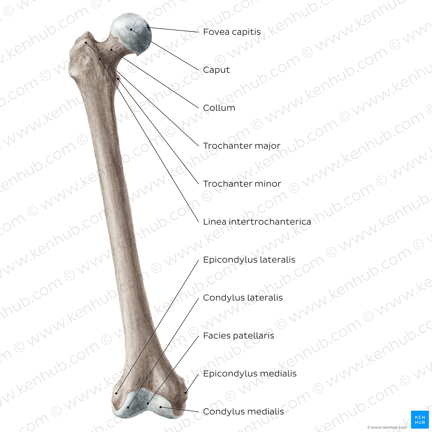 Femur: Anteriore Ansicht