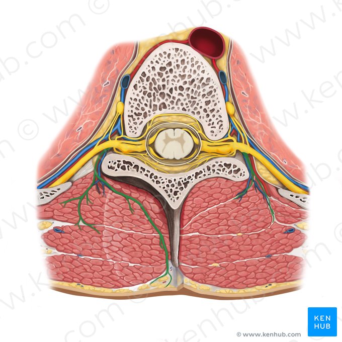 Ramo posterior del nervio espinal (Ramus posterior nervi spinalis); Imagen: Rebecca Betts