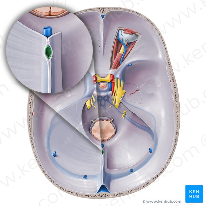 Seno sagital inferior (Sinus sagittalis inferior); Imagen: Paul Kim