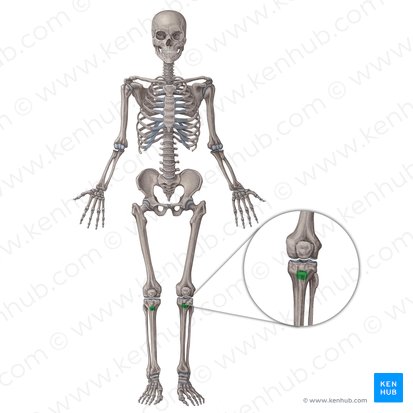 Tibial tuberosity (Tuberositas tibiae); Image: Irina Münstermann