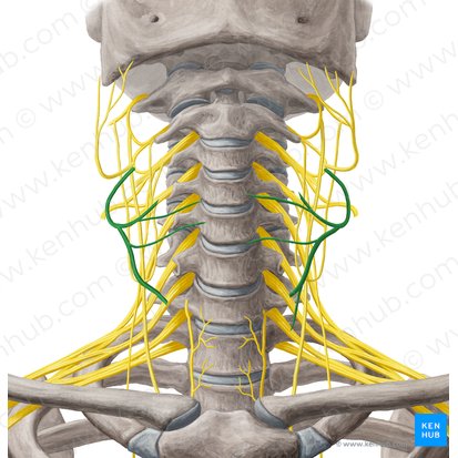 Nervus transversus colli (Querverlaufender Halsnerv); Bild: Yousun Koh