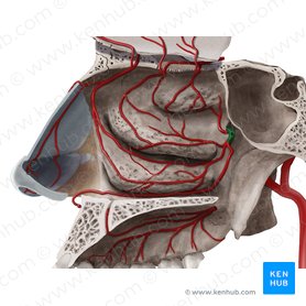Arteria sphenopalatina (Keilbein-Gaumen-Arterie); Bild: Begoña Rodriguez