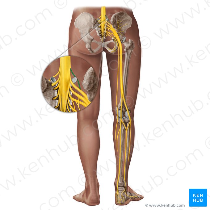 Spinal nerve L4 (Nervus spinalis L4); Image: Irina Münstermann