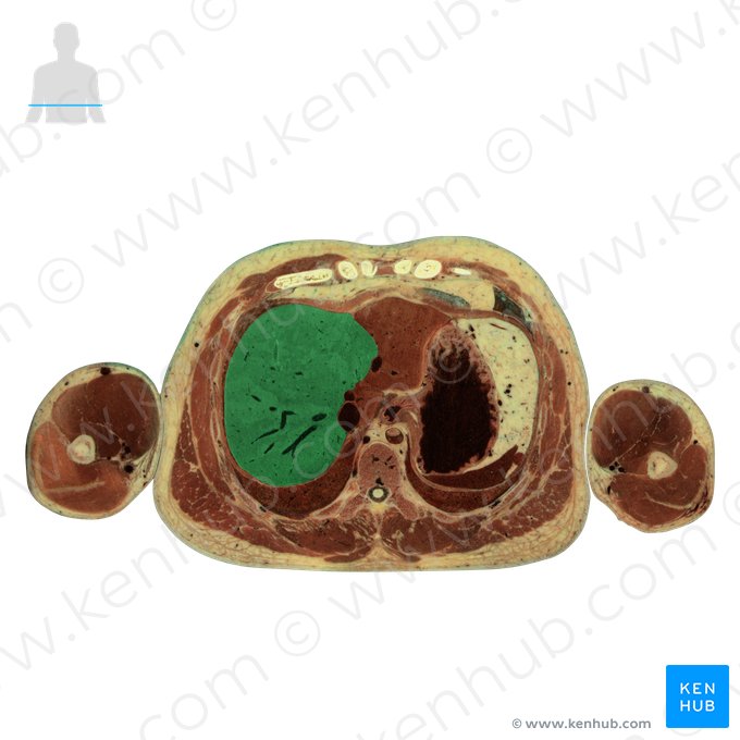 Right lobe of liver (Lobus dexter hepatis); Image: National Library of Medicine