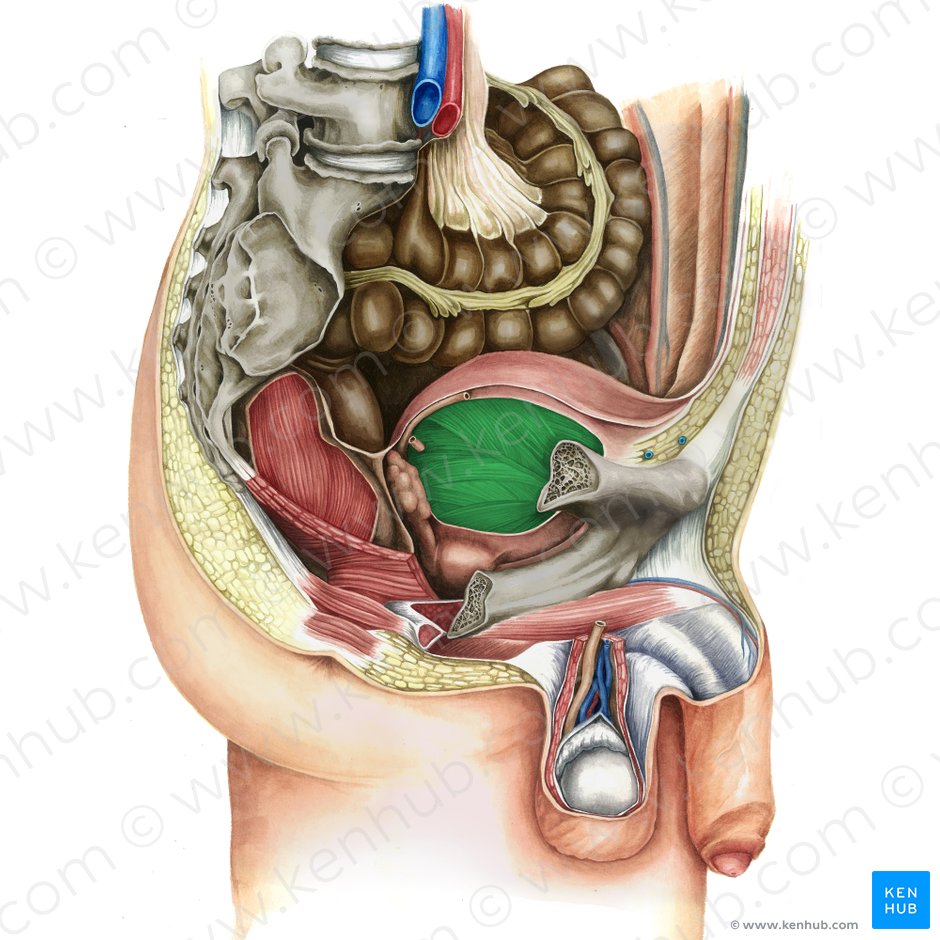 Abdome E Pelve Anatomia Localizacao E Funcao Kenhub