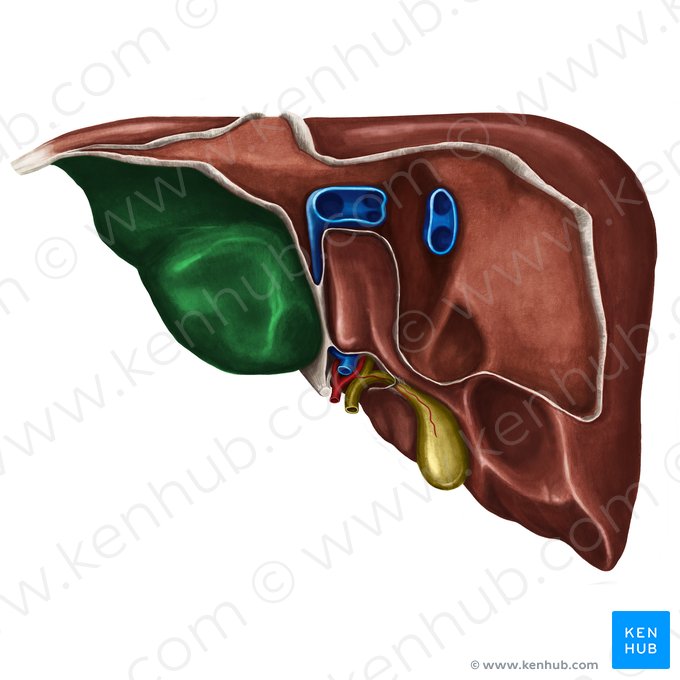 Cara visceral del lóbulo izquierdo del hígado (Facies visceralis lobi sinistri hepatis); Imagen: Irina Münstermann