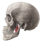 Medial pterygoid muscle