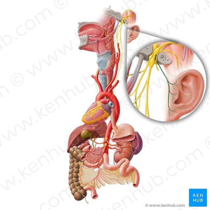 Ramo auricular del nervio vago (Ramus auricularis nervi vagi); Imagen: Paul Kim