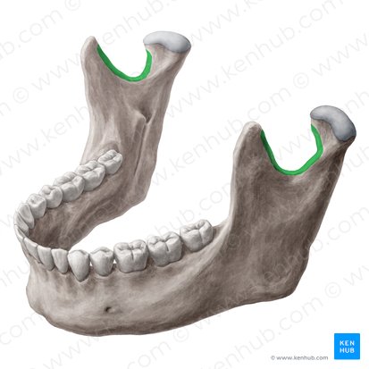 Incisura da mandíbula (Incisura mandibulae); Imagem: Yousun Koh