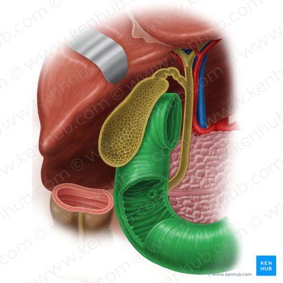 Duodenum (Zwölffingerdarm); Bild: Samantha Zimmerman