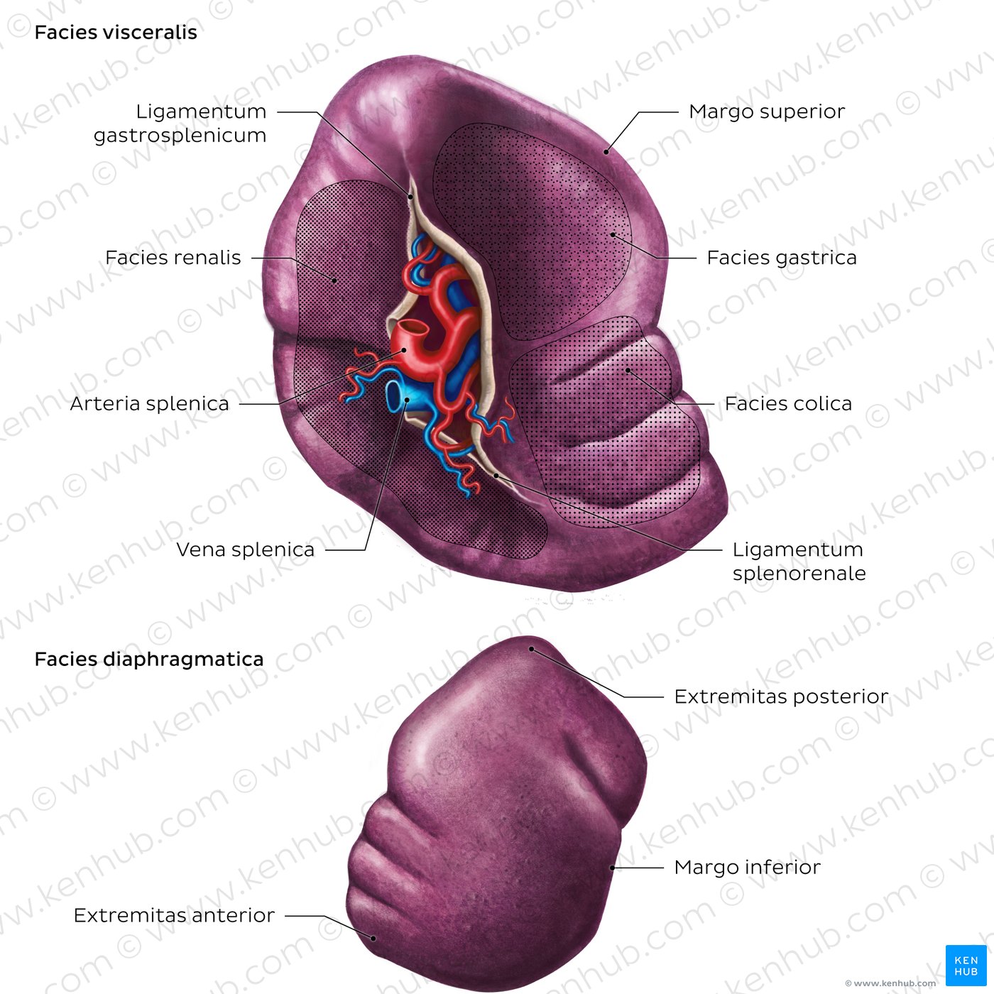 Oberflächenanatomie der Milz