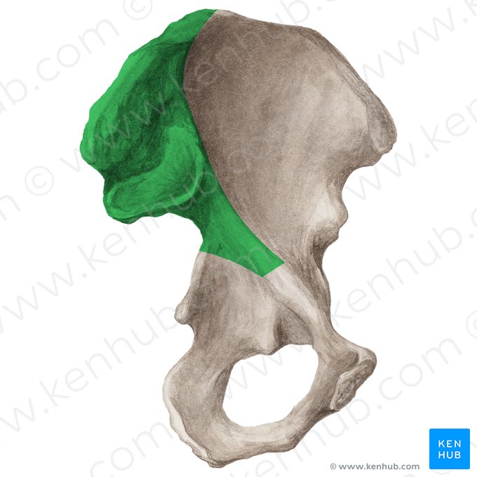 Facies sacropelvica ossis ilii (Innenfläche des Darmbeins); Bild: Liene Znotina