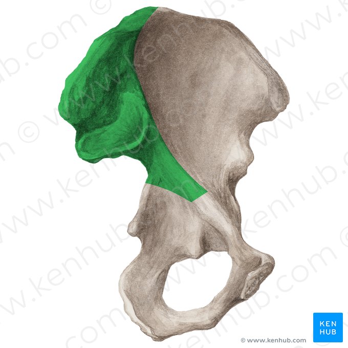 Superfície sacropélvica do ílio (Facies sacropelvica ossis ilii); Imagem: Liene Znotina