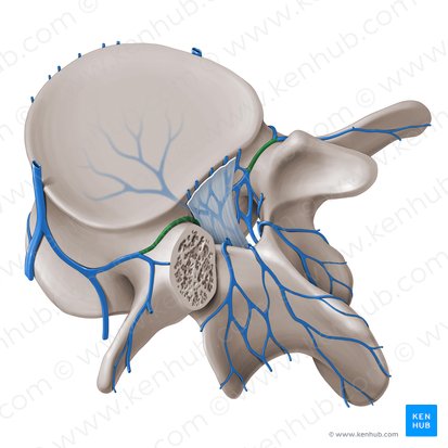 Vena intervertebralis (Zwischenwirbelvene); Bild: Paul Kim