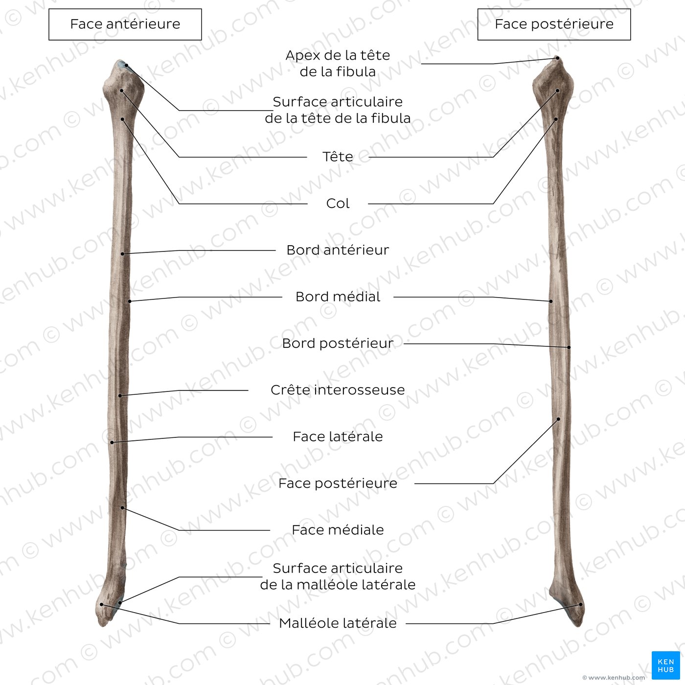 Fibula : Schéma anatomique