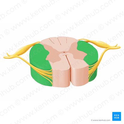 Funículo lateral da medula espinal (Funiculus lateralis medullae spinalis); Imagem: Paul Kim